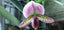 Paph. Hsinying 'Superwings'X Shin Yi Heart 'Jeff'