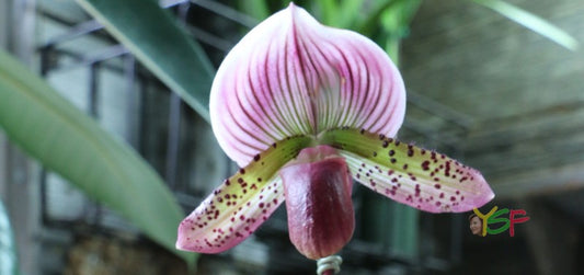 Paph. Hsinying 'Superwings'X Shin Yi Heart 'Jeff'