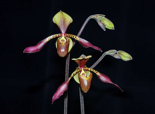 Paphiopedilum lowii x sib (HARD TO FIND SPECIES)