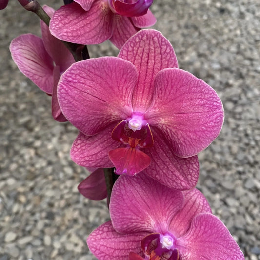 Phalaenopsis Mai Tai (In Spike)