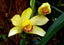 Phaius flavus (Species in 80mm pot)