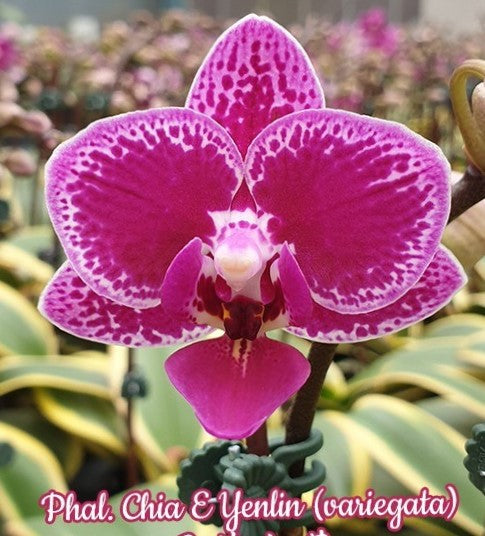 variegated foliage pink orchid