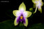 Phalaenopsis bellina f. coerulea (wild Fire Shape x Ten Shin Zero No. 2) FRAGRANT
