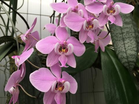 TOP Flask - Phal. schilleriana 'TKB' (Mericlone, Mottled Leaved)