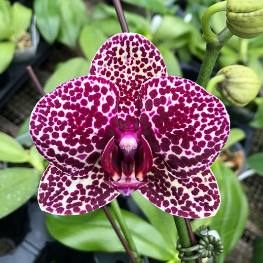 Phalaenopsis Lioulin Wild Cat (Phal. Ho's Fantastic Mirage x Phal. Jiuhbao Red Rose)