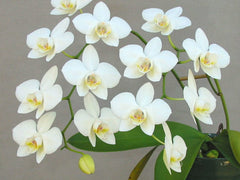 Phalaenopsis aphrodite (Beautiful Species)