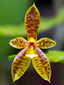 Phalaenopsis cornu-cervi x doweryensis (Primary Hybrid)