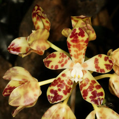 Phalaenopsis cornu-cervi x doweryensis (Primary Hybrid)