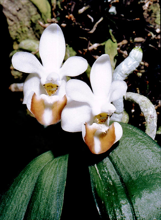 Phalaenopsis lobbii (IN BUD NOW!) SPECIES FROM INDIA
