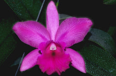 Potinara elia Biani ferreira ( Fragrant )