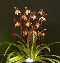 Paph. Michael Koopowitz x Paph.Sanderianum Chaiyu