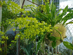 Gram Scriptum Dwarf X Scriptum Citrinum ( Fragrant)