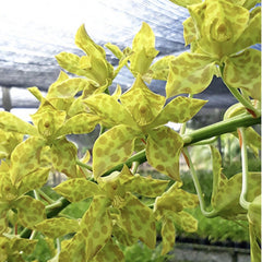 Pack Of 5 Grammatophyllum Seedlings