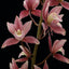 Cymbidium Red Gem MC (Variegated And Fragrant)