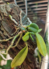 Laelia Pumila Alba (Fragrant Miniature from Brazil)