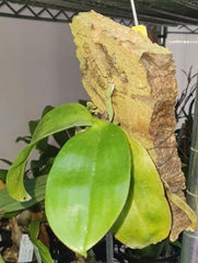 Phalaenopsis Javanica Dark Red (Fragrant Orchid)