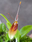 Restrepia Angustilabia (Species From Peru)