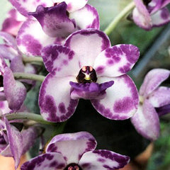 Neof. Pinky 'coerulea' x Rhy. gigantea (spots)