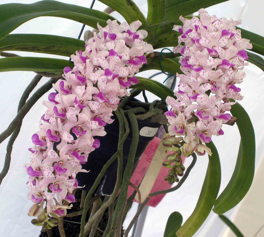 Rhynchostylis gigantea spotted form (Fragrant)