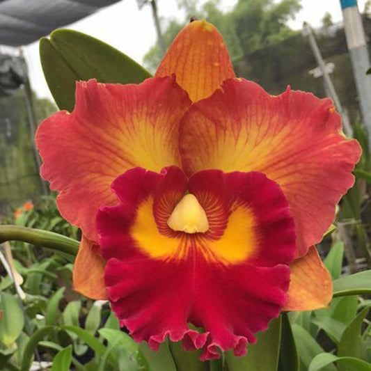 Pack of 5 Beautiful Cattleya Hybrids with FREE SHIPPING!
