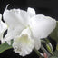 Rlc. Snow White (Beautiful White Flower)