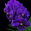 Vanda Roberts Delight Blue