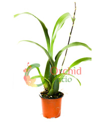 Brassidium Golden Gamine ‘White Knight’