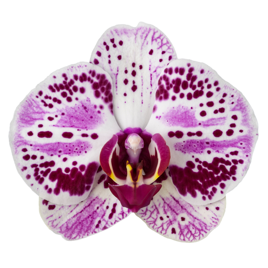 Phalaenopsis Euphorion (Healthy in 50mm pot)