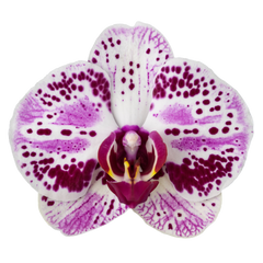Phalaenopsis Euphorion (Healthy in 50mm pot)
