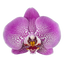 Phalaenopsis Jillion (Healthy in 50mm pot)