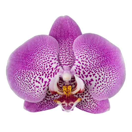 Phalaenopsis Jillion (Healthy in 50mm pot)