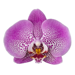 Phalaenopsis Jillion (Healthy in 50mm pot)