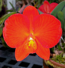 (IN BUDS NOW) Sophronitis Coccinea Royal Raindrops '4n'