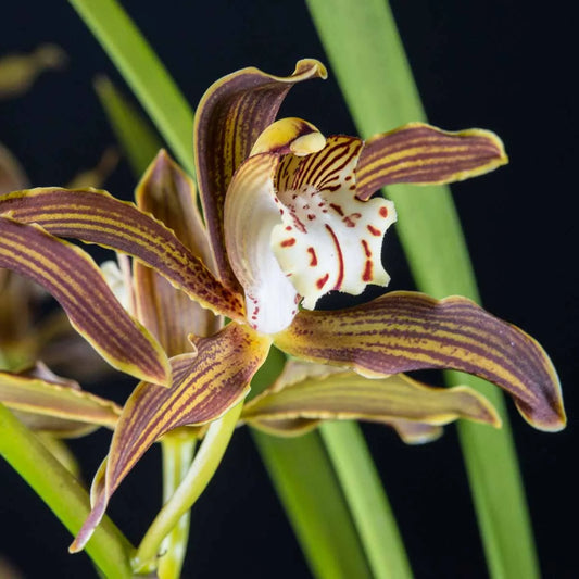 Cymbidium Deathwish 'Vampire slayer' x Cym. 'Ken Siew'