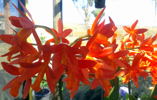 Catt. Trick Or Treat X Cat. Dal's Tradition