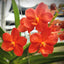 Vanda (JVB x V. Rattana)
