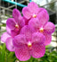 Vanda Pachara Rosa Diamond (BLOOMING SIZE)