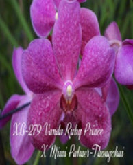 Vanda (Ruby Prince x Mimi Palmer) x Thongchai