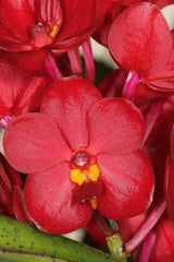 IN FLOWERS! Vanda Mimi Palmer x Merrillii x Insignis x Viraphandu