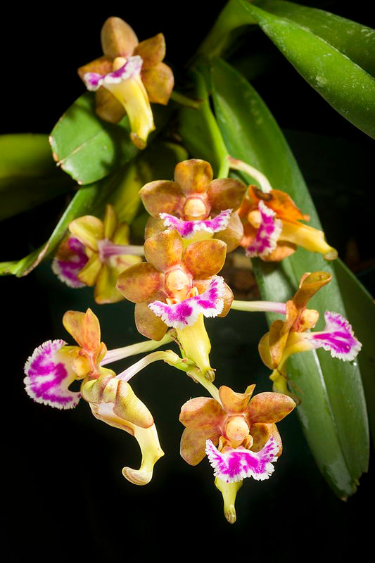 Aerides flabellata (Fragrant Species)