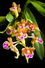 Aerides flabellata (Fragrant Species)