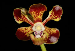 (In Spike Now) Vanda Mimi Palmer x Merrillii