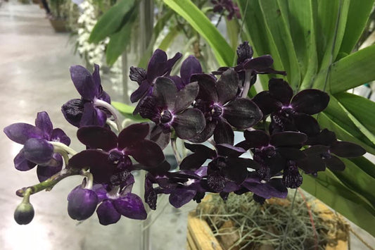 Rhyncovanda Colmarie (Fragrant)