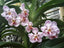Vanda foetida (Fragrant Species)