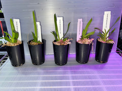 Vanda Denisoniana (Fragrant Species)