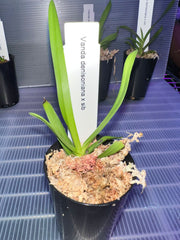 Vanda Denisoniana (Fragrant Species)