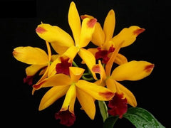 Lc. Tropical Trick Machado