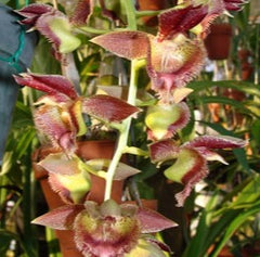 Catasetum Francis Nelson