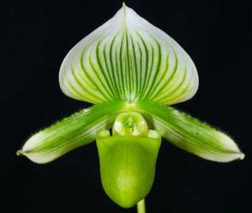 (IN BUDS NOW) Paphiopedilum Hung Sheng Jewel x Hung Sheng Citron