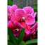 Vanda Roberts Delight Red Fuchsia